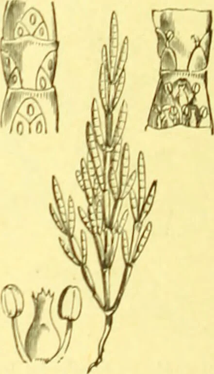 An illustration from Flore pittoresque de la France : anatomie, physiologie, classification, description des plantes indigènes et cultivées au point de vue de l'agriculture, de l'horticulture et de la sylviculture / publiée sous la direction de J. Rothschild., 1885, leaf 375