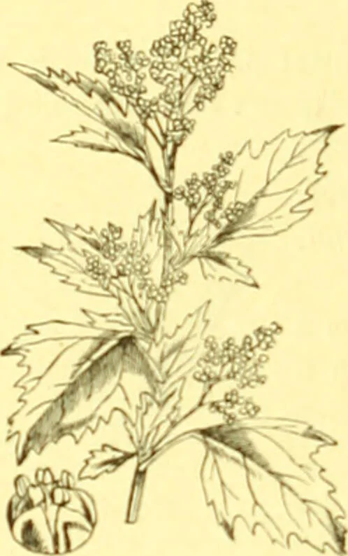 An illustration from Flore pittoresque de la France : anatomie, physiologie, classification, description des plantes indigènes et cultivées au point de vue de l'agriculture, de l'horticulture et de la sylviculture / publiée sous la direction de J. Rothschild., 1885, leaf 375