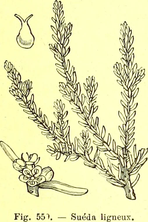 An illustration from Flore pittoresque de la France : anatomie, physiologie, classification, description des plantes indigènes et cultivées au point de vue de l'agriculture, de l'horticulture et de la sylviculture / publiée sous la direction de J. Rothschild., 1885, leaf 376