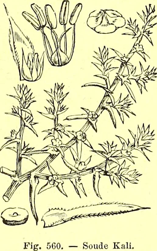 An illustration from Flore pittoresque de la France : anatomie, physiologie, classification, description des plantes indigènes et cultivées au point de vue de l'agriculture, de l'horticulture et de la sylviculture / publiée sous la direction de J. Rothschild., 1885, leaf 376