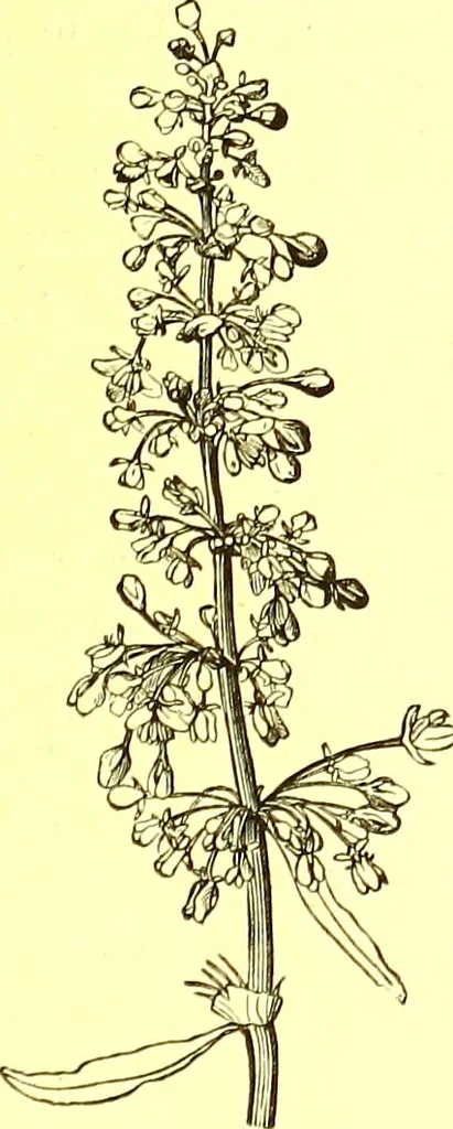 An illustration from Flore pittoresque de la France : anatomie, physiologie, classification, description des plantes indigènes et cultivées au point de vue de l'agriculture, de l'horticulture et de la sylviculture / publiée sous la direction de J. Rothschild., 1885, leaf 376
