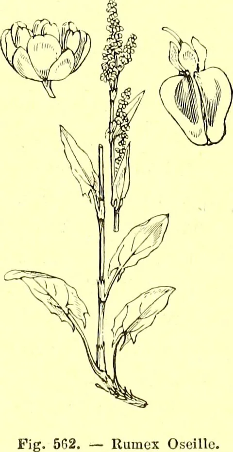 An illustration from Flore pittoresque de la France : anatomie, physiologie, classification, description des plantes indigènes et cultivées au point de vue de l'agriculture, de l'horticulture et de la sylviculture / publiée sous la direction de J. Rothschild., 1885, leaf 376