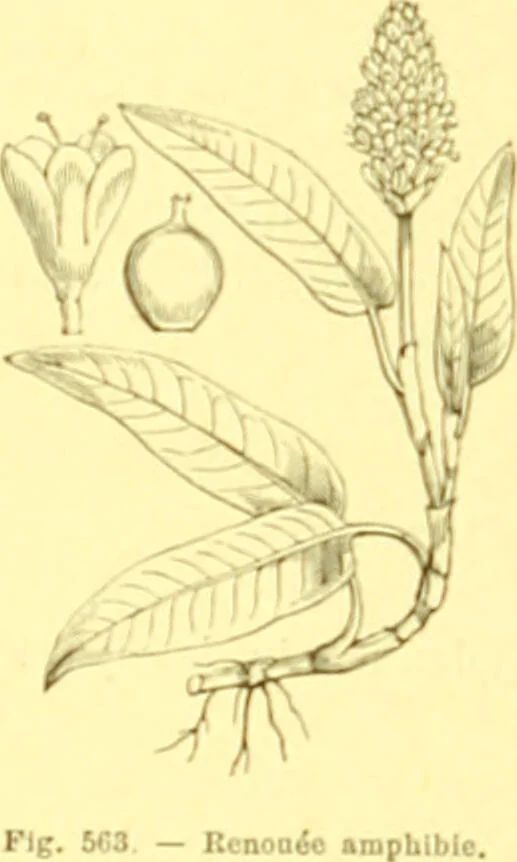 An illustration from Flore pittoresque de la France : anatomie, physiologie, classification, description des plantes indigènes et cultivées au point de vue de l'agriculture, de l'horticulture et de la sylviculture / publiée sous la direction de J. Rothschild., 1885, leaf 377