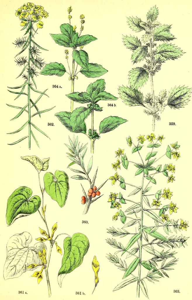 An illustration from Flore pittoresque de la France : anatomie, physiologie, classification, description des plantes indigènes et cultivées au point de vue de l'agriculture, de l'horticulture et de la sylviculture / publiée sous la direction de J. Rothschild., 1885, leaf 378