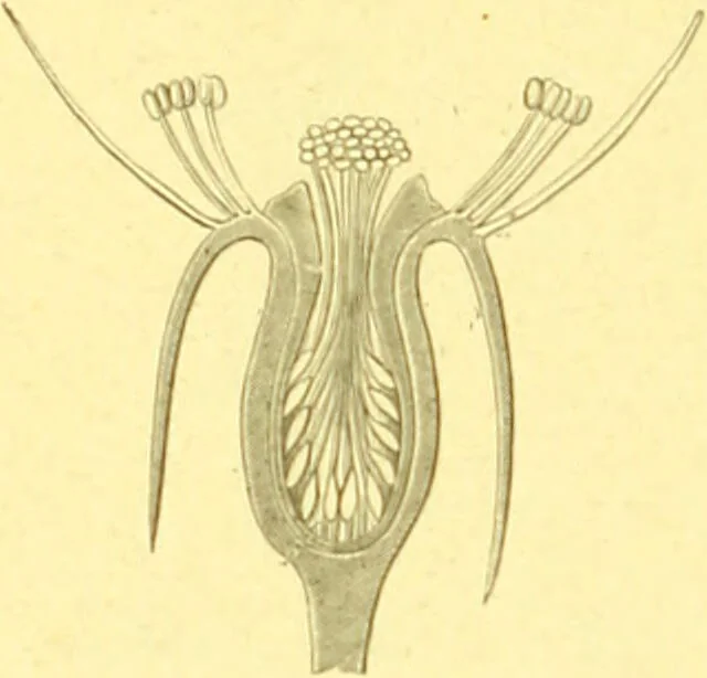 An illustration from Flore pittoresque de la France : anatomie, physiologie, classification, description des plantes indigènes et cultivées au point de vue de l'agriculture, de l'horticulture et de la sylviculture / publiée sous la direction de J. Rothschild., 1885, leaf 38