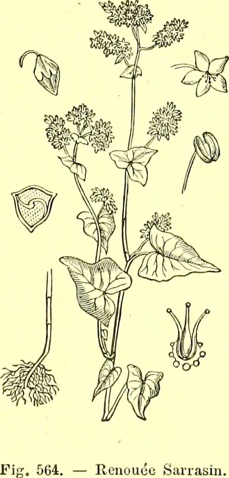 An illustration from Flore pittoresque de la France : anatomie, physiologie, classification, description des plantes indigènes et cultivées au point de vue de l'agriculture, de l'horticulture et de la sylviculture / publiée sous la direction de J. Rothschild., 1885, leaf 380