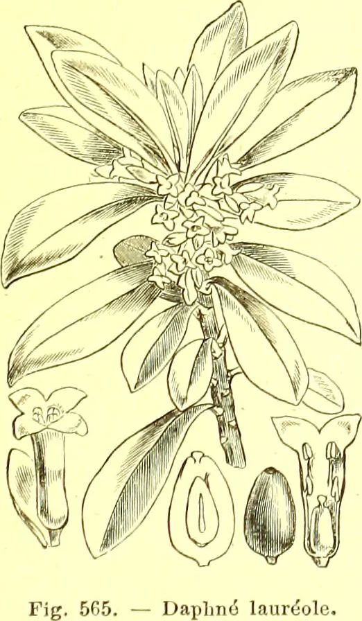 An illustration from Flore pittoresque de la France : anatomie, physiologie, classification, description des plantes indigènes et cultivées au point de vue de l'agriculture, de l'horticulture et de la sylviculture / publiée sous la direction de J. Rothschild., 1885, leaf 380