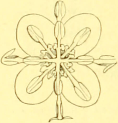 An illustration from Flore pittoresque de la France : anatomie, physiologie, classification, description des plantes indigènes et cultivées au point de vue de l'agriculture, de l'horticulture et de la sylviculture / publiée sous la direction de J. Rothschild., 1885, leaf 381