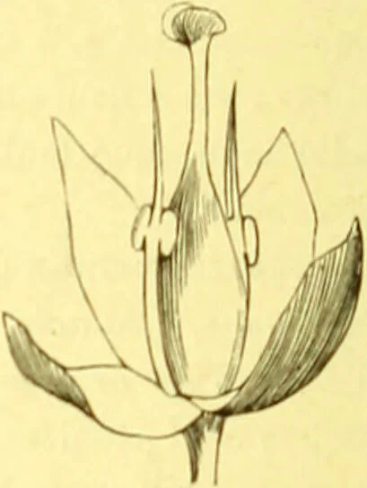 An illustration from Flore pittoresque de la France : anatomie, physiologie, classification, description des plantes indigènes et cultivées au point de vue de l'agriculture, de l'horticulture et de la sylviculture / publiée sous la direction de J. Rothschild., 1885, leaf 381