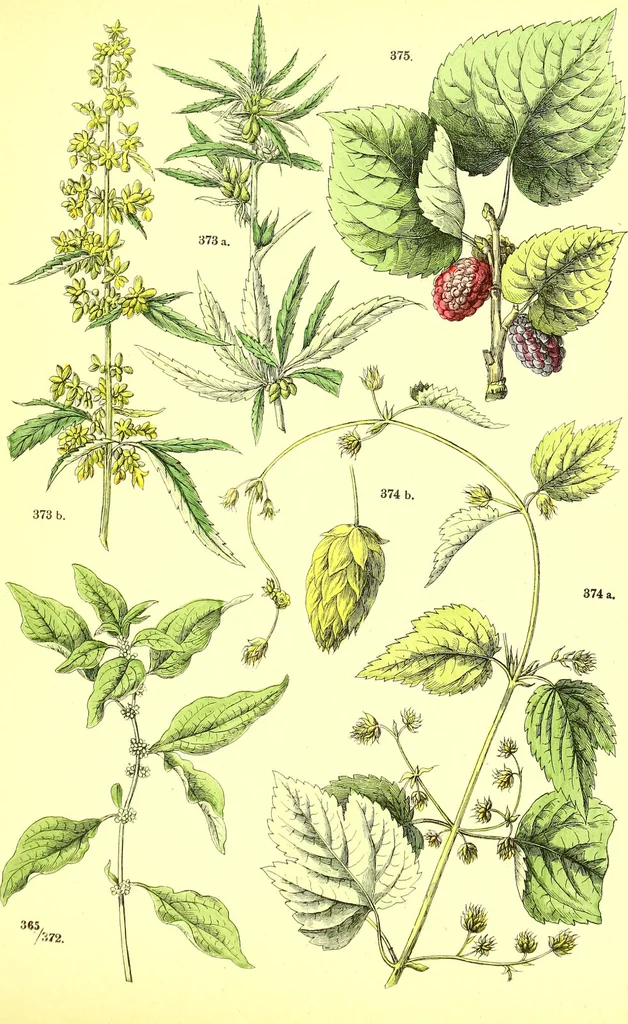 An illustration from Flore pittoresque de la France : anatomie, physiologie, classification, description des plantes indigènes et cultivées au point de vue de l'agriculture, de l'horticulture et de la sylviculture / publiée sous la direction de J. Rothschild., 1885, leaf 382