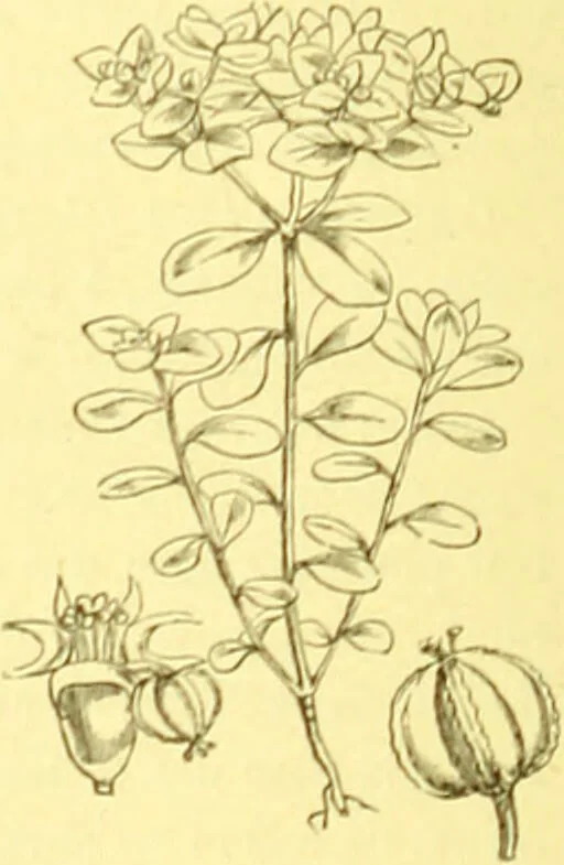 An illustration from Flore pittoresque de la France : anatomie, physiologie, classification, description des plantes indigènes et cultivées au point de vue de l'agriculture, de l'horticulture et de la sylviculture / publiée sous la direction de J. Rothschild., 1885, leaf 383