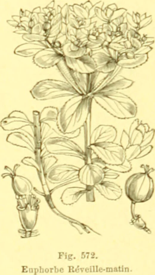 An illustration from Flore pittoresque de la France : anatomie, physiologie, classification, description des plantes indigènes et cultivées au point de vue de l'agriculture, de l'horticulture et de la sylviculture / publiée sous la direction de J. Rothschild., 1885, leaf 383