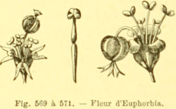 An illustration from Flore pittoresque de la France : anatomie, physiologie, classification, description des plantes indigènes et cultivées au point de vue de l'agriculture, de l'horticulture et de la sylviculture / publiée sous la direction de J. Rothschild., 1885, leaf 383