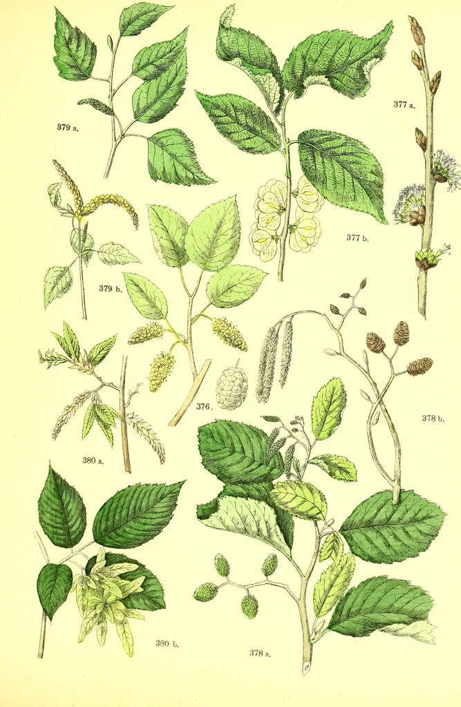 An illustration from Flore pittoresque de la France : anatomie, physiologie, classification, description des plantes indigènes et cultivées au point de vue de l'agriculture, de l'horticulture et de la sylviculture / publiée sous la direction de J. Rothschild., 1885, leaf 384