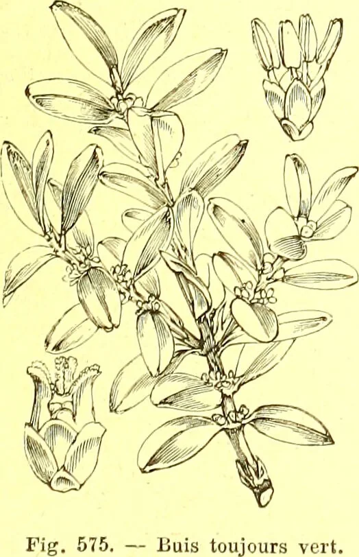 An illustration from Flore pittoresque de la France : anatomie, physiologie, classification, description des plantes indigènes et cultivées au point de vue de l'agriculture, de l'horticulture et de la sylviculture / publiée sous la direction de J. Rothschild., 1885, leaf 386