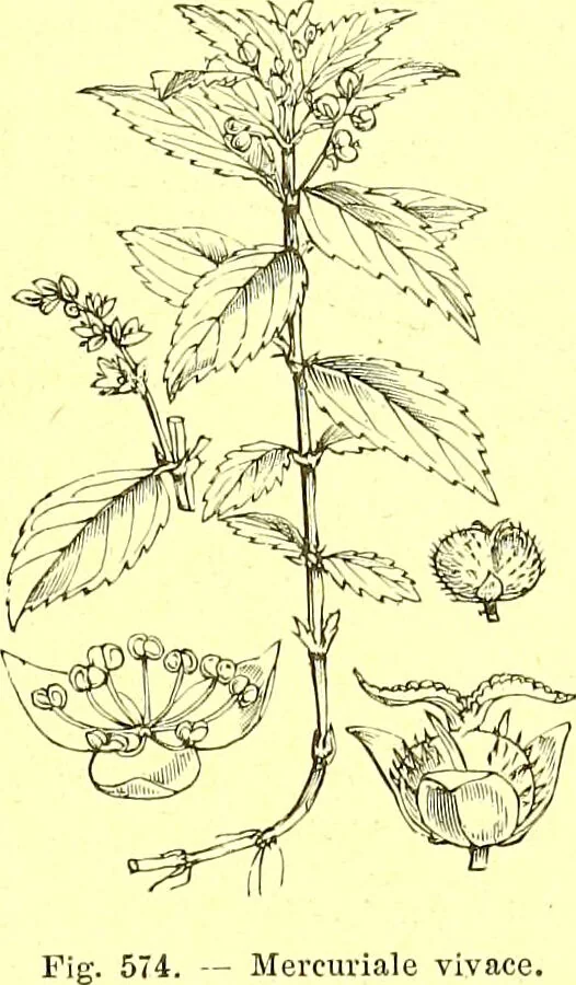 An illustration from Flore pittoresque de la France : anatomie, physiologie, classification, description des plantes indigènes et cultivées au point de vue de l'agriculture, de l'horticulture et de la sylviculture / publiée sous la direction de J. Rothschild., 1885, leaf 386