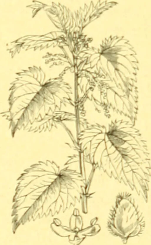 An illustration from Flore pittoresque de la France : anatomie, physiologie, classification, description des plantes indigènes et cultivées au point de vue de l'agriculture, de l'horticulture et de la sylviculture / publiée sous la direction de J. Rothschild., 1885, leaf 387
