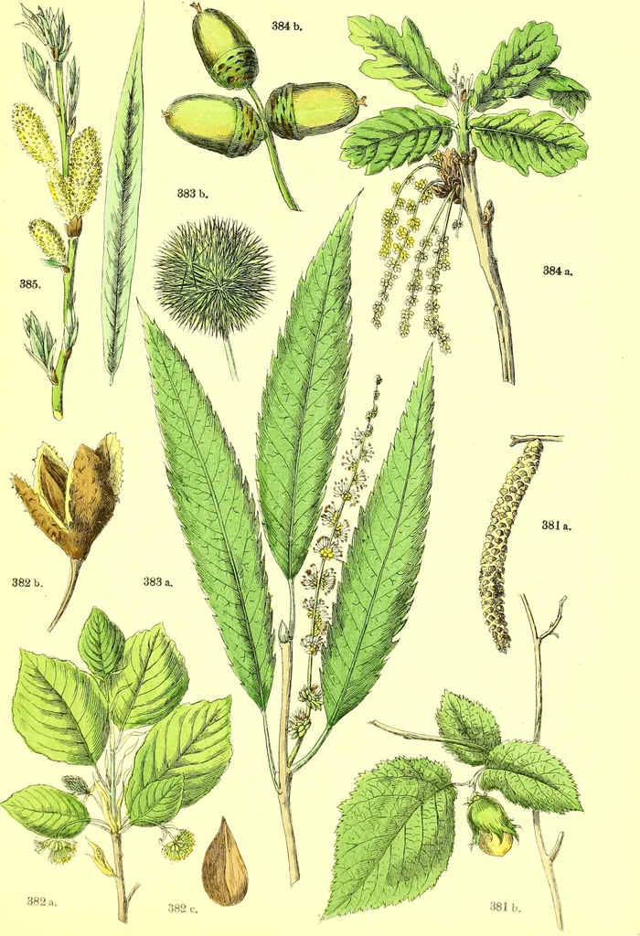 An illustration from Flore pittoresque de la France : anatomie, physiologie, classification, description des plantes indigènes et cultivées au point de vue de l'agriculture, de l'horticulture et de la sylviculture / publiée sous la direction de J. Rothschild., 1885, leaf 388