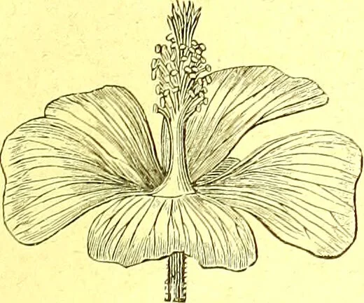 An illustration from Flore pittoresque de la France : anatomie, physiologie, classification, description des plantes indigènes et cultivées au point de vue de l'agriculture, de l'horticulture et de la sylviculture / publiée sous la direction de J. Rothschild., 1885, leaf 39