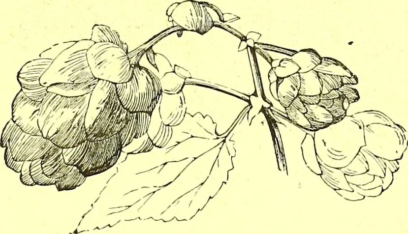 An illustration from Flore pittoresque de la France : anatomie, physiologie, classification, description des plantes indigènes et cultivées au point de vue de l'agriculture, de l'horticulture et de la sylviculture / publiée sous la direction de J. Rothschild., 1885, leaf 390
