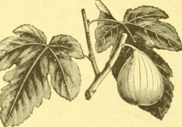 An illustration from Flore pittoresque de la France : anatomie, physiologie, classification, description des plantes indigènes et cultivées au point de vue de l'agriculture, de l'horticulture et de la sylviculture / publiée sous la direction de J. Rothschild., 1885, leaf 391