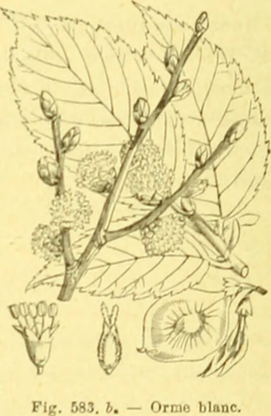 An illustration from Flore pittoresque de la France : anatomie, physiologie, classification, description des plantes indigènes et cultivées au point de vue de l'agriculture, de l'horticulture et de la sylviculture / publiée sous la direction de J. Rothschild., 1885, leaf 391