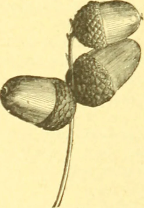 An illustration from Flore pittoresque de la France : anatomie, physiologie, classification, description des plantes indigènes et cultivées au point de vue de l'agriculture, de l'horticulture et de la sylviculture / publiée sous la direction de J. Rothschild., 1885, leaf 391