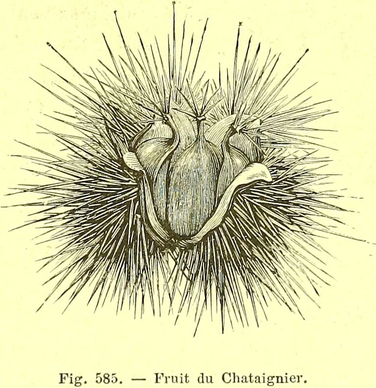 An illustration from Flore pittoresque de la France : anatomie, physiologie, classification, description des plantes indigènes et cultivées au point de vue de l'agriculture, de l'horticulture et de la sylviculture / publiée sous la direction de J. Rothschild., 1885, leaf 392