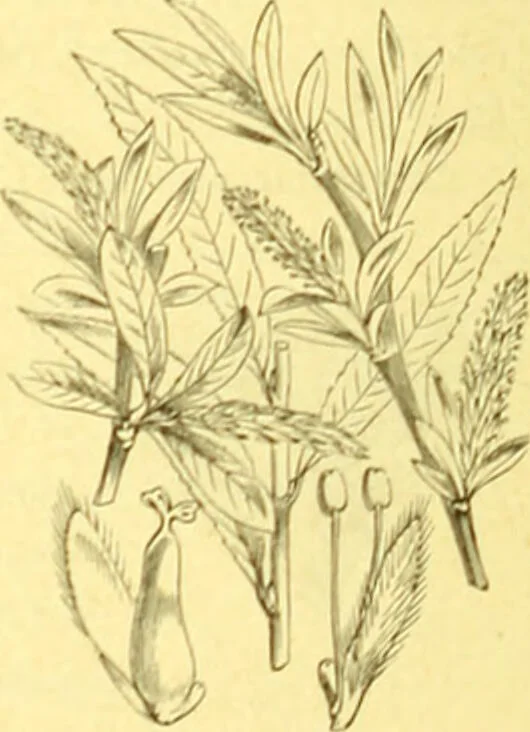 An illustration from Flore pittoresque de la France : anatomie, physiologie, classification, description des plantes indigènes et cultivées au point de vue de l'agriculture, de l'horticulture et de la sylviculture / publiée sous la direction de J. Rothschild., 1885, leaf 393