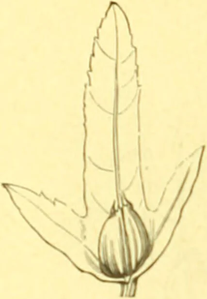 An illustration from Flore pittoresque de la France : anatomie, physiologie, classification, description des plantes indigènes et cultivées au point de vue de l'agriculture, de l'horticulture et de la sylviculture / publiée sous la direction de J. Rothschild., 1885, leaf 393