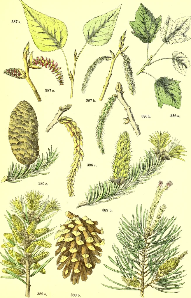 An illustration from Flore pittoresque de la France : anatomie, physiologie, classification, description des plantes indigènes et cultivées au point de vue de l'agriculture, de l'horticulture et de la sylviculture / publiée sous la direction de J. Rothschild., 1885, leaf 394