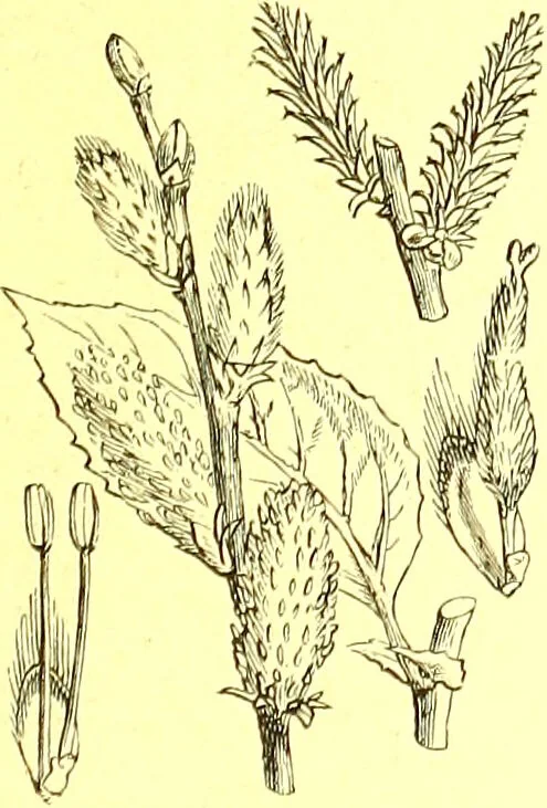 An illustration from Flore pittoresque de la France : anatomie, physiologie, classification, description des plantes indigènes et cultivées au point de vue de l'agriculture, de l'horticulture et de la sylviculture / publiée sous la direction de J. Rothschild., 1885, leaf 396