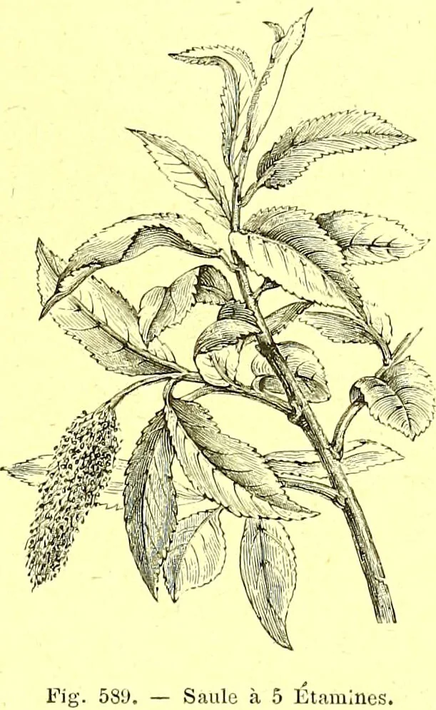 An illustration from Flore pittoresque de la France : anatomie, physiologie, classification, description des plantes indigènes et cultivées au point de vue de l'agriculture, de l'horticulture et de la sylviculture / publiée sous la direction de J. Rothschild., 1885, leaf 396