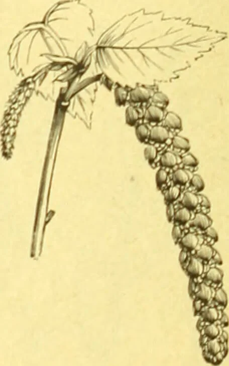 An illustration from Flore pittoresque de la France : anatomie, physiologie, classification, description des plantes indigènes et cultivées au point de vue de l'agriculture, de l'horticulture et de la sylviculture / publiée sous la direction de J. Rothschild., 1885, leaf 397