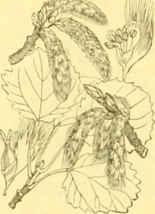 An illustration from Flore pittoresque de la France : anatomie, physiologie, classification, description des plantes indigènes et cultivées au point de vue de l'agriculture, de l'horticulture et de la sylviculture / publiée sous la direction de J. Rothschild., 1885, leaf 397