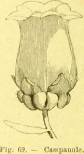 An illustration from Flore pittoresque de la France : anatomie, physiologie, classification, description des plantes indigènes et cultivées au point de vue de l'agriculture, de l'horticulture et de la sylviculture / publiée sous la direction de J. Rothschild., 1885, leaf 40