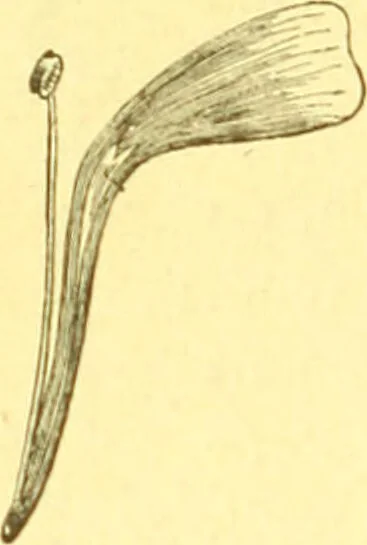 An illustration from Flore pittoresque de la France : anatomie, physiologie, classification, description des plantes indigènes et cultivées au point de vue de l'agriculture, de l'horticulture et de la sylviculture / publiée sous la direction de J. Rothschild., 1885, leaf 40