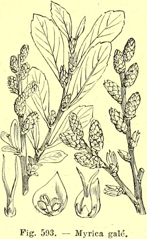 An illustration from Flore pittoresque de la France : anatomie, physiologie, classification, description des plantes indigènes et cultivées au point de vue de l'agriculture, de l'horticulture et de la sylviculture / publiée sous la direction de J. Rothschild., 1885, leaf 400