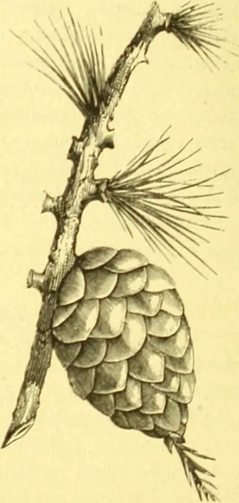 An illustration from Flore pittoresque de la France : anatomie, physiologie, classification, description des plantes indigènes et cultivées au point de vue de l'agriculture, de l'horticulture et de la sylviculture / publiée sous la direction de J. Rothschild., 1885, leaf 401