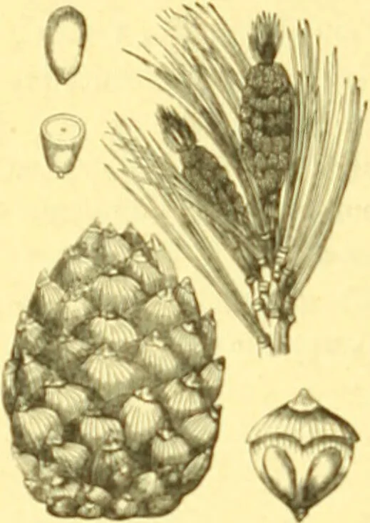 An illustration from Flore pittoresque de la France : anatomie, physiologie, classification, description des plantes indigènes et cultivées au point de vue de l'agriculture, de l'horticulture et de la sylviculture / publiée sous la direction de J. Rothschild., 1885, leaf 401