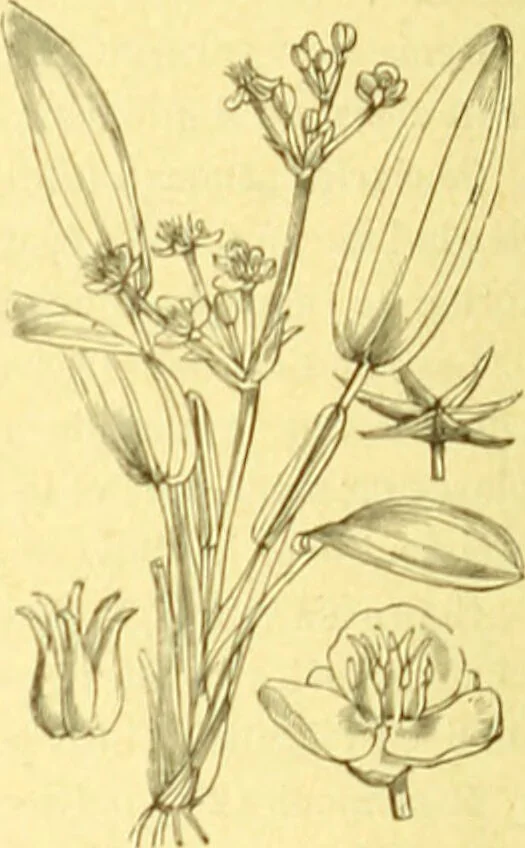 An illustration from Flore pittoresque de la France : anatomie, physiologie, classification, description des plantes indigènes et cultivées au point de vue de l'agriculture, de l'horticulture et de la sylviculture / publiée sous la direction de J. Rothschild., 1885, leaf 403