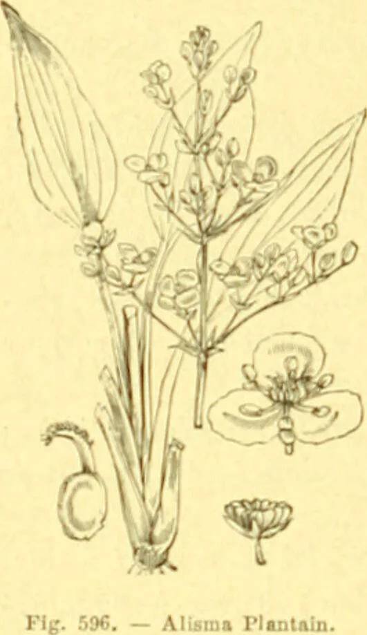An illustration from Flore pittoresque de la France : anatomie, physiologie, classification, description des plantes indigènes et cultivées au point de vue de l'agriculture, de l'horticulture et de la sylviculture / publiée sous la direction de J. Rothschild., 1885, leaf 403