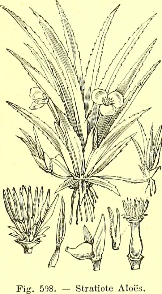 An illustration from Flore pittoresque de la France : anatomie, physiologie, classification, description des plantes indigènes et cultivées au point de vue de l'agriculture, de l'horticulture et de la sylviculture / publiée sous la direction de J. Rothschild., 1885, leaf 406