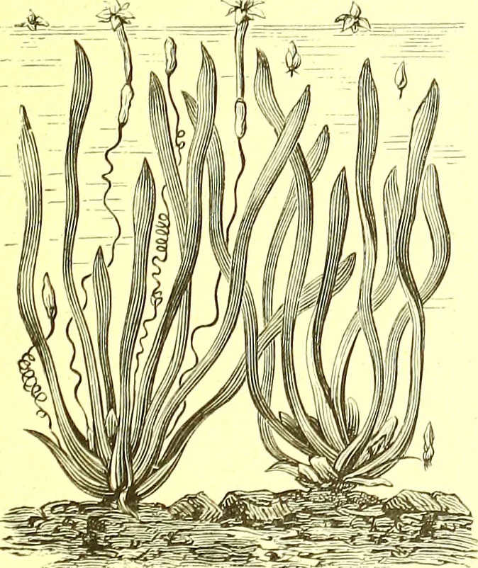 An illustration from Flore pittoresque de la France : anatomie, physiologie, classification, description des plantes indigènes et cultivées au point de vue de l'agriculture, de l'horticulture et de la sylviculture / publiée sous la direction de J. Rothschild., 1885, leaf 406
