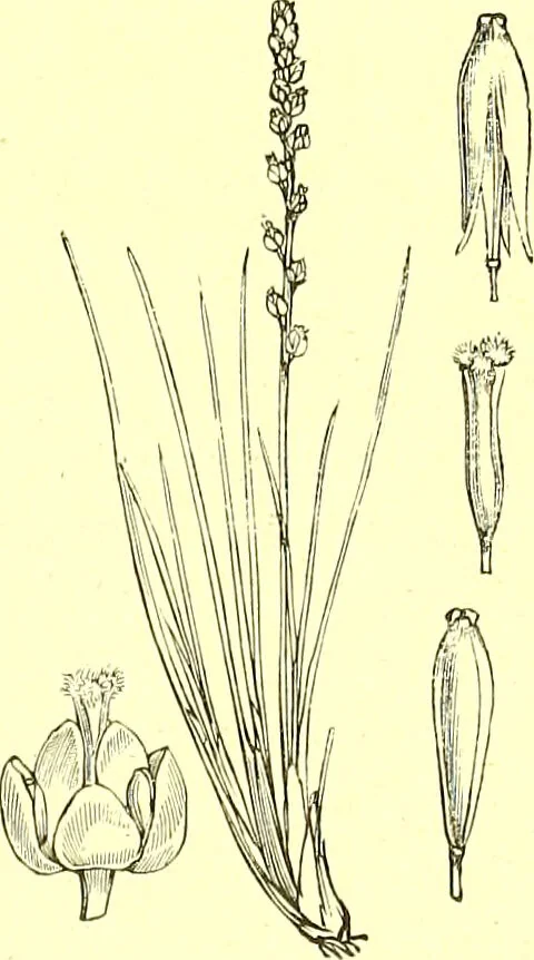 An illustration from Flore pittoresque de la France : anatomie, physiologie, classification, description des plantes indigènes et cultivées au point de vue de l'agriculture, de l'horticulture et de la sylviculture / publiée sous la direction de J. Rothschild., 1885, leaf 406