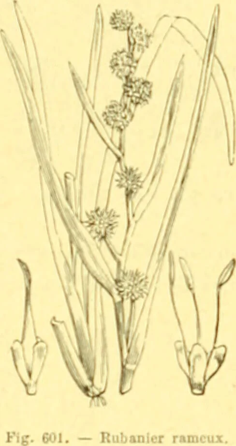 An illustration from Flore pittoresque de la France : anatomie, physiologie, classification, description des plantes indigènes et cultivées au point de vue de l'agriculture, de l'horticulture et de la sylviculture / publiée sous la direction de J. Rothschild., 1885, leaf 407