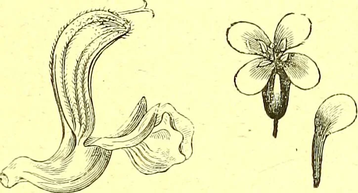 An illustration from Flore pittoresque de la France : anatomie, physiologie, classification, description des plantes indigènes et cultivées au point de vue de l'agriculture, de l'horticulture et de la sylviculture / publiée sous la direction de J. Rothschild., 1885, leaf 41