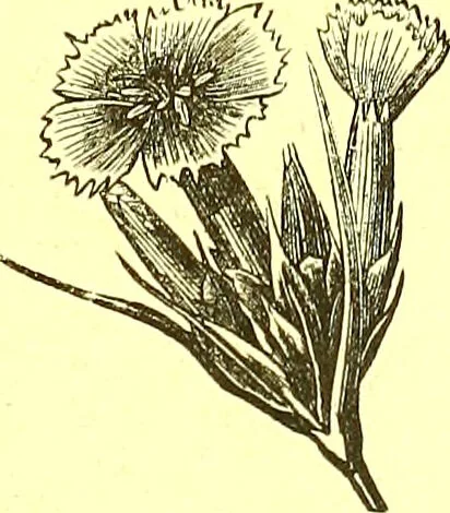 An illustration from Flore pittoresque de la France : anatomie, physiologie, classification, description des plantes indigènes et cultivées au point de vue de l'agriculture, de l'horticulture et de la sylviculture / publiée sous la direction de J. Rothschild., 1885, leaf 41