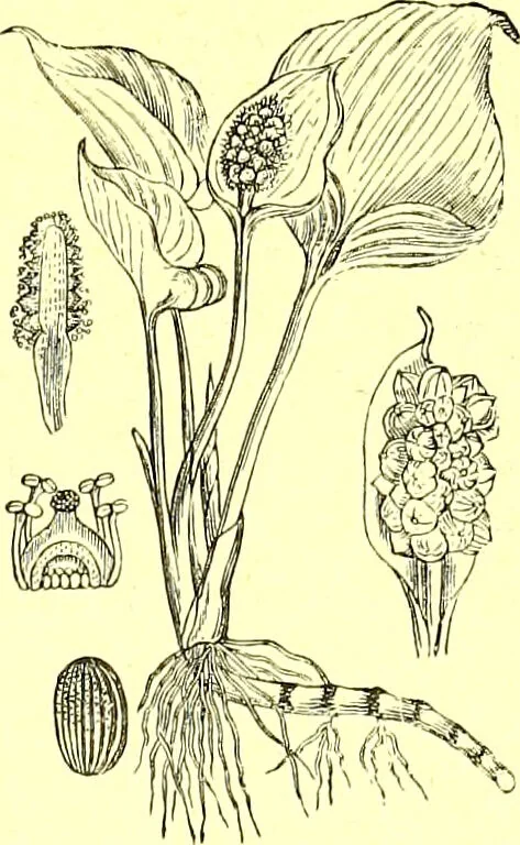An illustration from Flore pittoresque de la France : anatomie, physiologie, classification, description des plantes indigènes et cultivées au point de vue de l'agriculture, de l'horticulture et de la sylviculture / publiée sous la direction de J. Rothschild., 1885, leaf 410