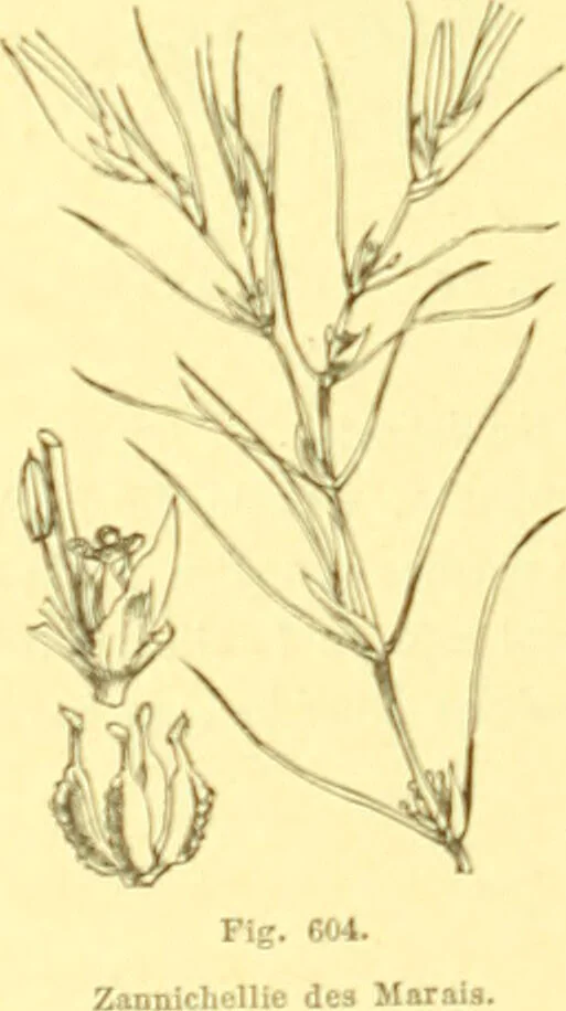 An illustration from Flore pittoresque de la France : anatomie, physiologie, classification, description des plantes indigènes et cultivées au point de vue de l'agriculture, de l'horticulture et de la sylviculture / publiée sous la direction de J. Rothschild., 1885, leaf 411